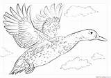 Duck Mallard Drawing Draw Flying Step Tutorials Getdrawings Drawings Coloring Pages Easy Supercoloring Hunting Choose Board sketch template