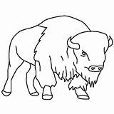 Bison Outline Coloring Drawing Simple Clipart Skull Getdrawings Color Size Print Webstockreview sketch template