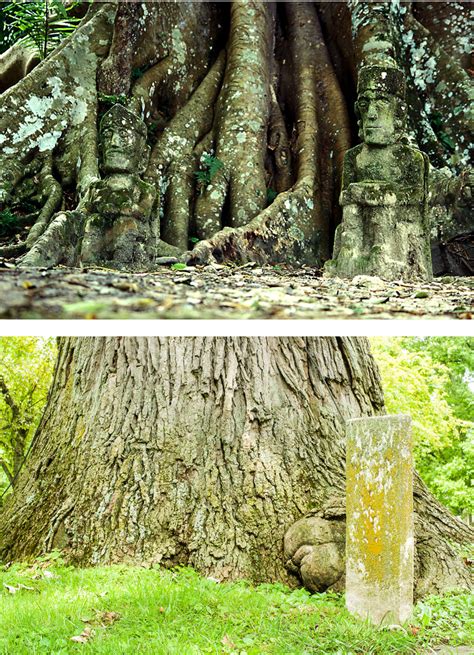 Venerable Trees Defined Venerable Trees