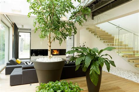 indoor gardening   plant  benefits  indoor greenery