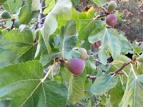 fig tree   figs