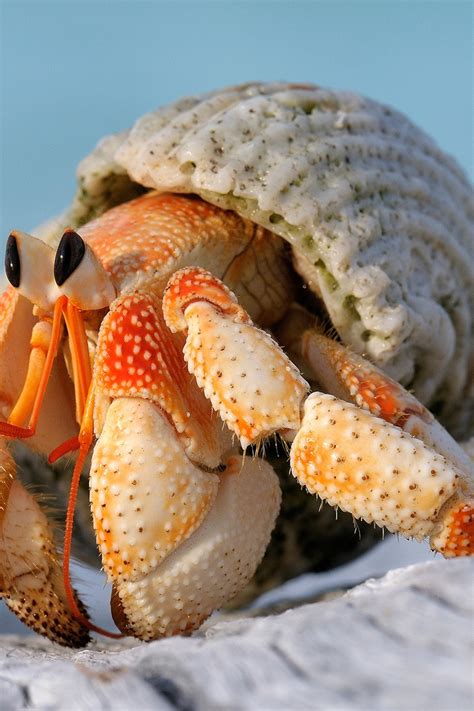 hermit crab  shell