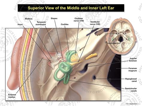 superior view   left middle   ear