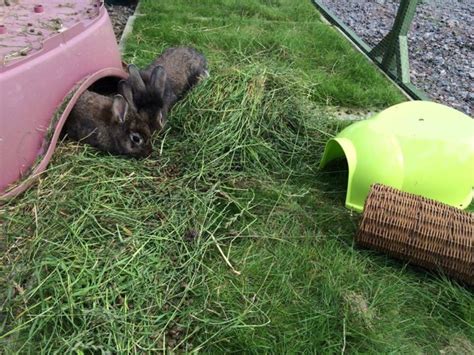 new to rabbits rabbit welfare association and fund rwaf