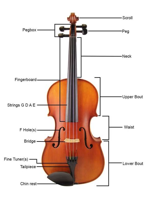 parts   violin  short glossary violin violin parts violin lessons