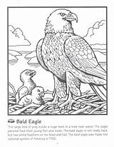 Eagle Coloring Nest Kids Facts Pages Bald Science Color Crafts Activities Colouring Sheets Craft Animals Union Credit Printable Youth Month sketch template