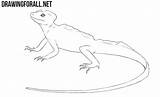 Basilisk Lizard Draw Outlines Carefully Unnecessary Guidelines Lines Clear Dark Body Help sketch template