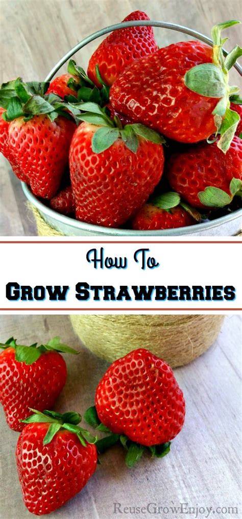 grow strawberries      start check