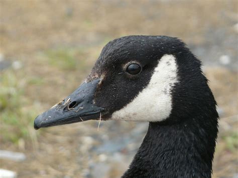 Canada Goose New Zealand Birds Online