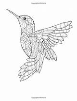 Colibri Malvorlagen Adulte Mandalas Pajaros Kolibri Hummingbird Colibrí Ausmalbilder Ausdrucken Animales Aves Dibujo Dschungel Mosaik Coloration Imprimer Colibris Oiseaux Vogel sketch template