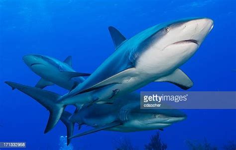 sharks   premium high res pictures getty images
