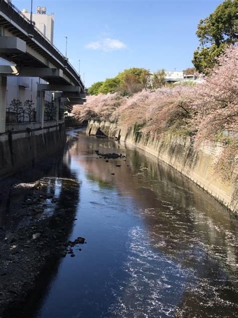 Final Call For The Cherry Blossom Special Hitomi Dental