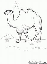 Cammello Camel Camelo Cammelli Kolorowanka Wielbłąd Colorkid Animales Malvorlagen Colorir Gnou Selvatici Animaux Desert Zwierzęta Gasaferadebeli sketch template