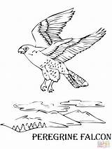 Falcon Coloring Peregrine Pages Flying Kids Hawk Printable Color Bird Animal Print Getdrawings Falco Peregrinus Getcolorings sketch template