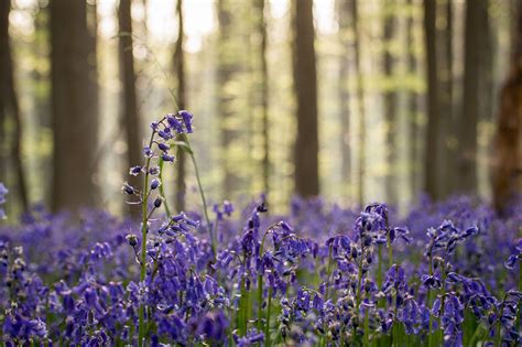 spring  forest  belgium   blue wonderland demilked