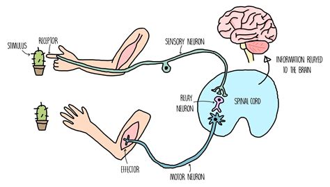 nervous system  level  science sauce