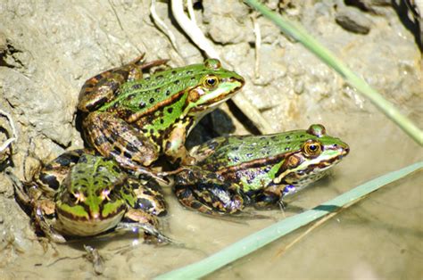 nuetzlinge im portraet amphibien und reptilien