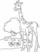 Tall Giraffe Coloring Calf Pages Kids sketch template