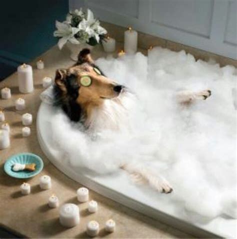 dog spa day funny dog pictures dog spa pets