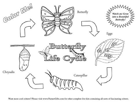 butterfly life cycle coloring page butterfly life cycle life cycles