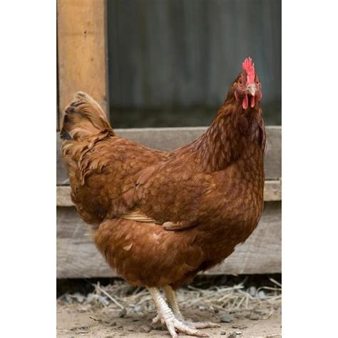 cackle hatchery red sex link chicken pullet female
