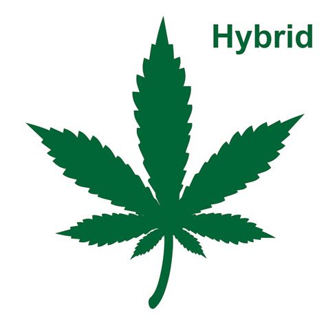 hybrid marijuana strains green sativa