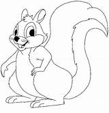 Coloring Squirrels Pages Print Kids sketch template