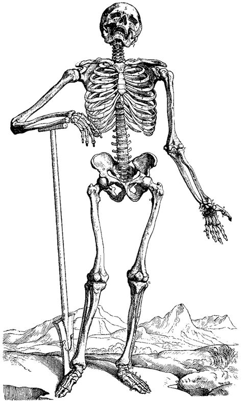 skeleton coloring pages  michael arntz