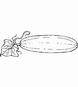 Cucumber Coloring Pages Template Sea sketch template