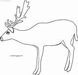 Coloring Deer Original Wecoloringpage sketch template