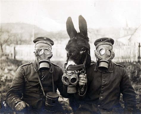 german soldiers   mule wearing gas masks  rare