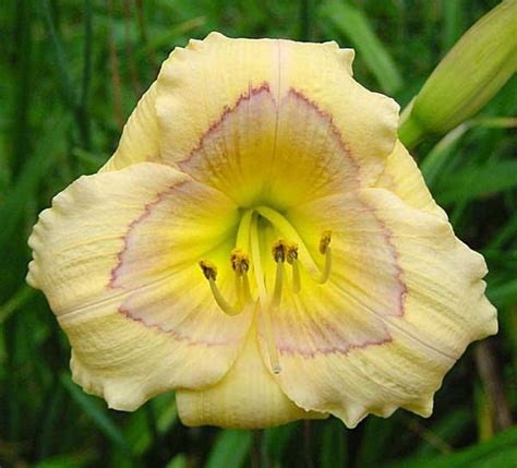 daylily  print