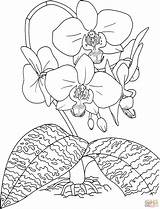 Cattleya Orchids Phalaenopsis Schilleriana Moth Rosy sketch template