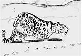Coloring Leopard Snow Pages Popular Coloringhome Comments sketch template