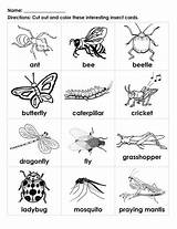 Insects Insect Bugs Cricket Insekten Handouts Learningprintable Vocabulary sketch template