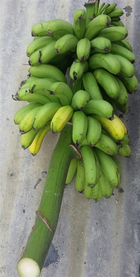 Warisan Petani: Tanaman Pisang 6 : Pokok Pisang Berangan