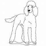 Poodle Drawing Dog Draw Standard Poodles Dogs Coloring Silhouette Drawings Sheets Cute Puppy Color Lessons Kids French Baby Rottweiler Life sketch template