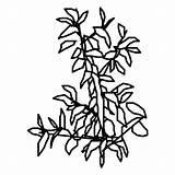 Strauch Pflanzen Fensterbilder Malvorlagen sketch template