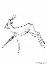 Coloring Antelope Getcolorings sketch template