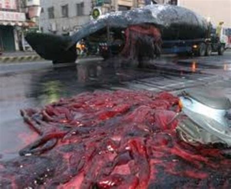 sperm whale explodes in taiwan xxx sex images