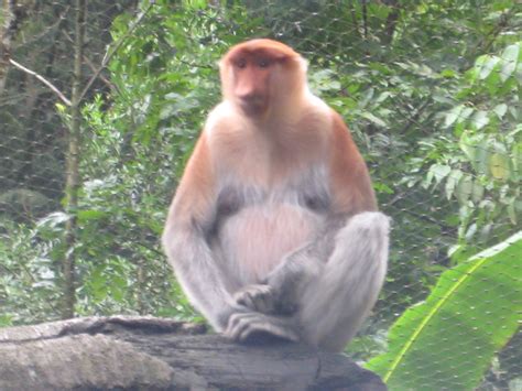 Monyet Belanda Taman Safari Indonesia U N Flickr