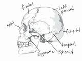 Coloring Anatomy Skull Pages System Skeletal Skeleton Muscular Human Bones Drawing Bone Printable Diagram Getdrawings Getcolorings Awesome Rocks Thingkid Imagixs sketch template