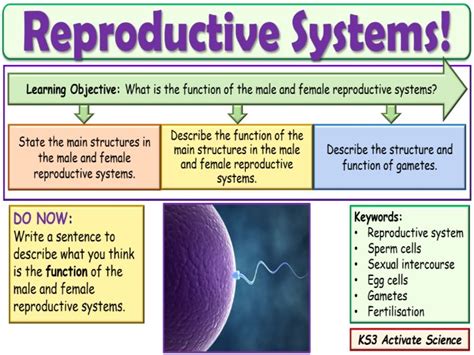 Reproductive Systems Ks3 Activate Science Teaching Resources