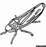 Leafhopper Coloring Insect Designlooter Pages 565px 56kb Drawings sketch template