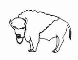 Bison Mammals sketch template