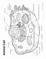 Coloring Cell Animal Photosynthesis Pages Worksheets Nucleus Printable Color Getcolorings Book Worksheet Getdrawings Desalas Diagram Colorings sketch template