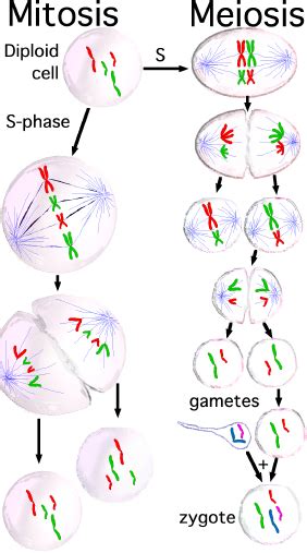 Meiosis And Gametogenesis Biology I Laboratory Manual