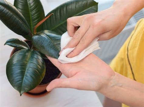 clean rubber plant leaves   usesteps simplify plants