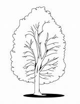 Tree Coloring Pages Fall Printable Kids Acacia Color Aspens Print Sheets Getcolorings Designlooter Ausmalen Poplar Zum Library Clipart Popular Choose sketch template
