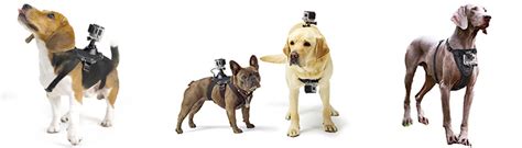 gopro dog mount  gopro pet mounts action camera central